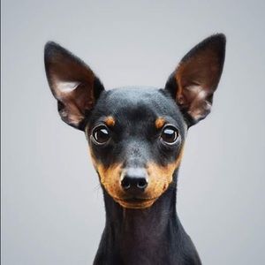 Meet your Posher, Maggie